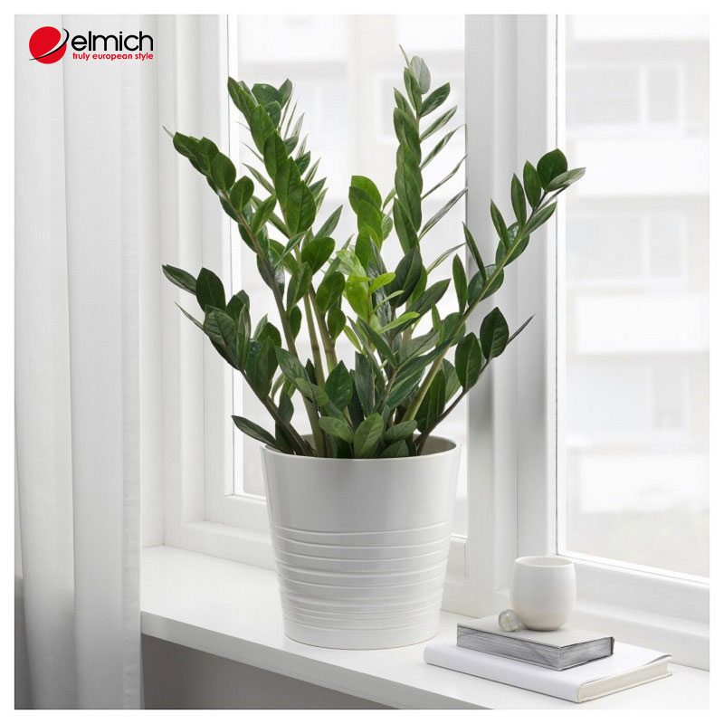 Hình 3: Cây kim tiền hợp mệnh gì là chủ đề được nhiều người quan tâm Hình 3: Cây kim tiền hợp mệnh gì là chủ đề được nhiều người quan tâm