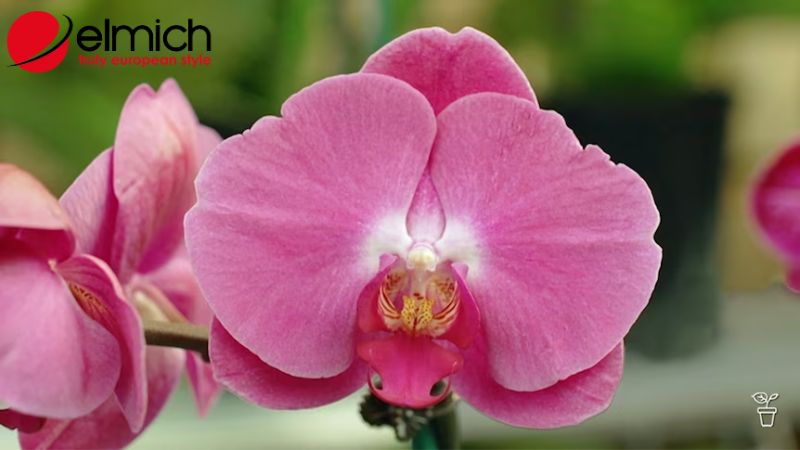 Hình 3: Lan đại diện cho vẻ đẹp hoàn mỹ nhất của phụ nữ Hình 3: Lan đại diện cho vẻ đẹp hoàn mỹ nhất của phụ nữ