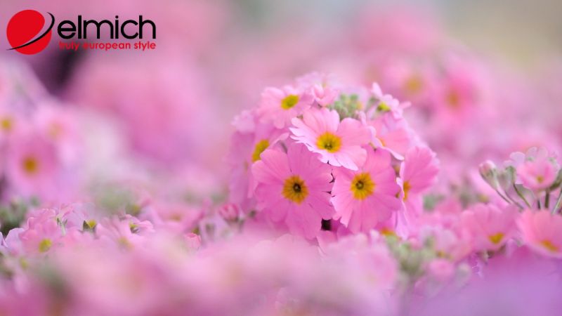 Hình 3: Ý nghĩa tuyệt đẹp của hoa anh thảo trong đời sống Hình 3: Ý nghĩa tuyệt đẹp của hoa anh thảo trong đời sống
