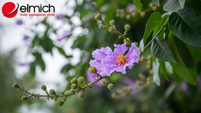 Hình 3: Bật mí những ý nghĩa sâu sắc của hoa bằng lăng trong tình yêu Hình 3: Bật mí những ý nghĩa sâu sắc của hoa bằng lăng trong tình yêu