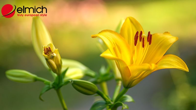 Hình 3: Những ý nghĩa của hoa loa kèn trong cuộc sống thường nhật Hình 3: Những ý nghĩa của hoa loa kèn trong cuộc sống thường nhật