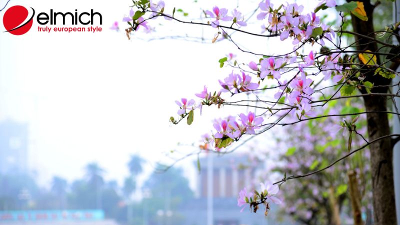 Hình 3: Ý nghĩa của hoa ban trong đời sống của người dân nơi Tây Bắc