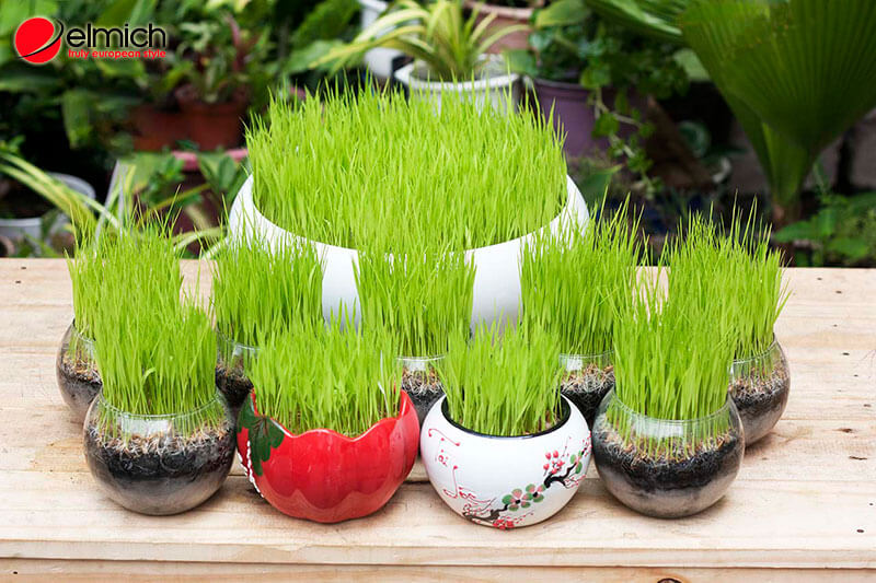 Hình 3: Mệnh Thuỷ hợp cây gì để trong phòng làm việc? Hình 3: Mệnh Thuỷ hợp cây gì để trong phòng làm việc?
