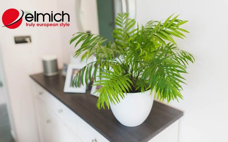 Hình 3: Cau Tiểu Trâm là lời giải đáp cho câu hỏi mệnh hỏa hợp cây gì Hình 3: Cau Tiểu Trâm là lời giải đáp cho câu hỏi mệnh hỏa hợp cây gì