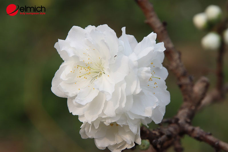 Hình 4: Hoa bạch đào mang màu trắng tinh khôi, dịu dàng Hình 4: Hoa bạch đào mang màu trắng tinh khôi, dịu dàng