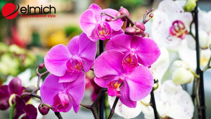 Hình 4: Lan mang đại diện cho sự lịch thiệp và tinh tế Hình 4: Lan mang đại diện cho sự lịch thiệp và tinh tế