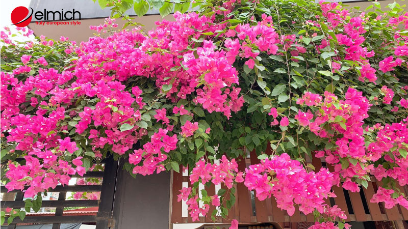 Hình 4: Hoa giấy tượng trưng cho điều tốt lành trong phong thủy Hình 4: Hoa giấy tượng trưng cho điều tốt lành trong phong thủy