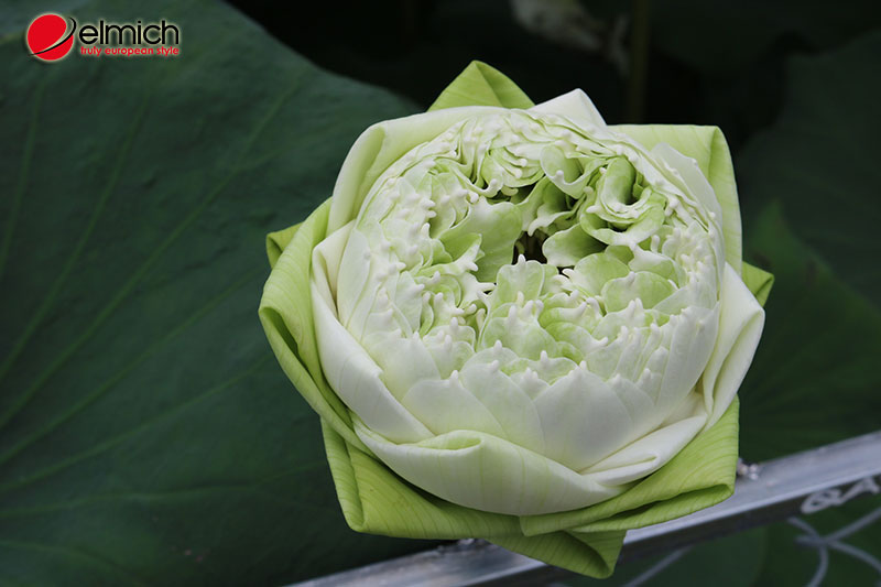 Hình 4: Giống sen Quan Âm trắng với vẻ đẹp trang nhã thường được dâng lên cửa phật Hình 4: Giống sen Quan Âm trắng với vẻ đẹp trang nhã thường được dâng lên cửa phật
