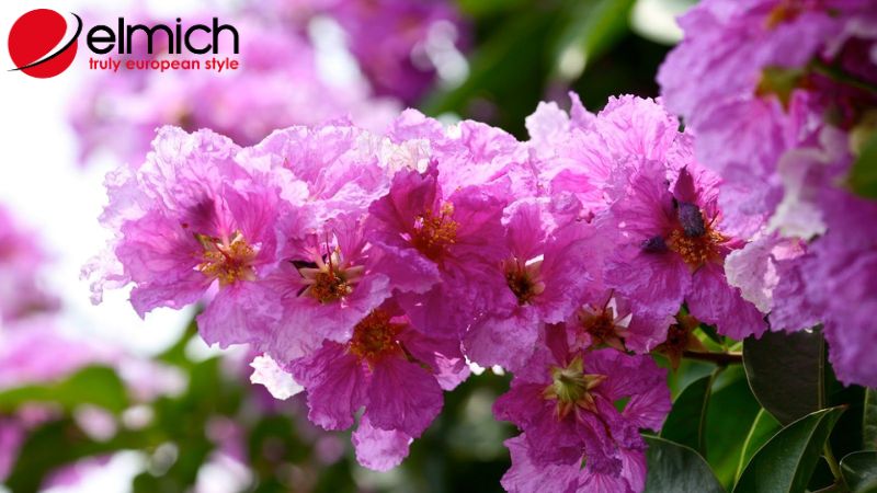 Hình 4: Cây bằng lăng tạo nên bóng mát và cảnh quan đẹp Hình 4: Cây bằng lăng tạo nên bóng mát và cảnh quan đẹp
