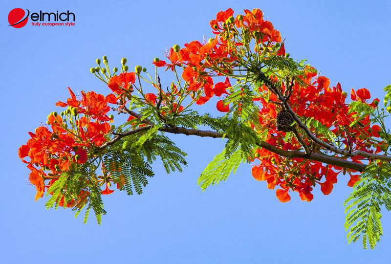 Hình 4: Ứng dụng cây phượng vĩ vào đời sống Hình 4: Ứng dụng cây phượng vĩ vào đời sống