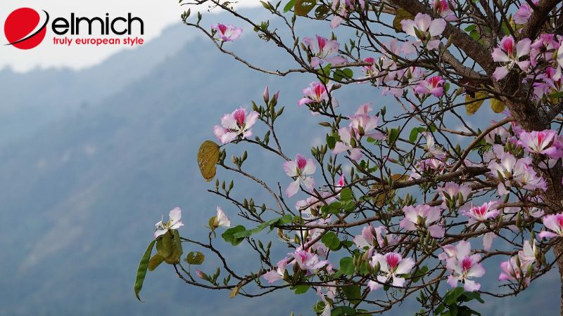 Hình 4: Công dụng của cây ban trong đời sống thực tế