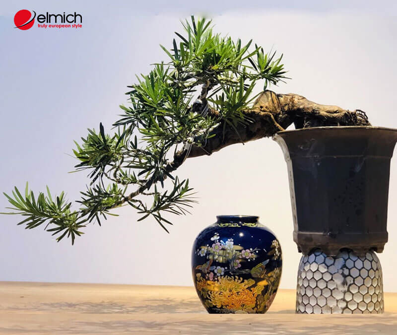 Hình 4: Cây Tùng La Hán được lựa chọn làm cây cảnh cho người mệnh Thuỷ Hình 4: Cây Tùng La Hán được lựa chọn làm cây cảnh cho người mệnh Thuỷ
