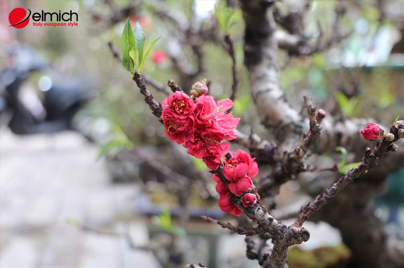 Hình 5: Đào thất thốn mang nét đẹp độc đáo nhưng không kém phần tinh tế Hình 5: Đào thất thốn mang nét đẹp độc đáo nhưng không kém phần tinh tế