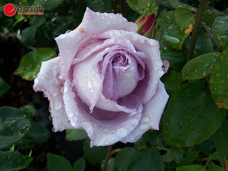 Hình 5: Màu sắc Blue Moon Rose hiếm có và rất độc đáo Hình 5: Màu sắc Blue Moon Rose hiếm có và rất độc đáo