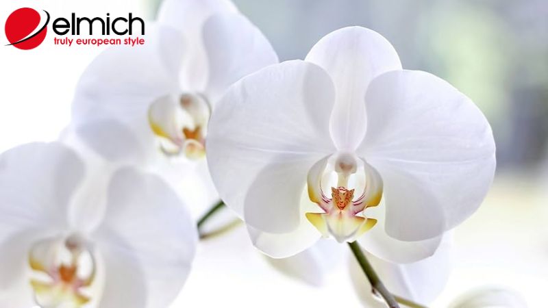 Hình 5: Cây lan mang ý nghĩa đẹp trong tình yêu Hình 5: Cây lan mang ý nghĩa đẹp trong tình yêu