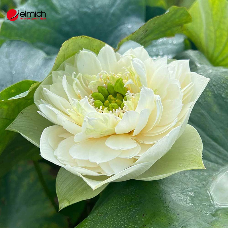 Hình 5: Sen Peony với nhiều cánh hoa trắng tinh khôi và hài hoà Hình 5: Sen Peony với nhiều cánh hoa trắng tinh khôi và hài hoà