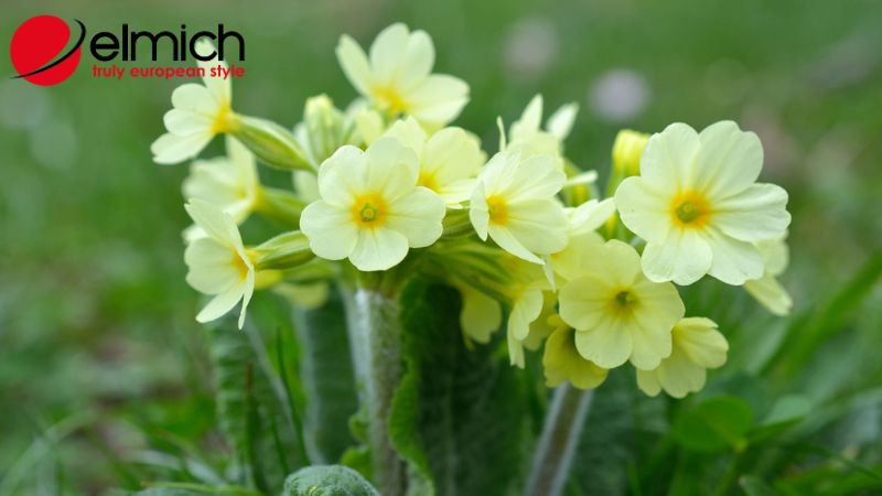 Hình 5: Tinh dầu từ cây anh thảo có khả năng kháng viêm cực tốt Hình 5: Tinh dầu từ cây anh thảo có khả năng kháng viêm cực tốt