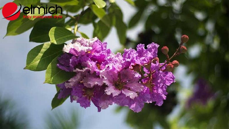 Hình 5: Hoa bằng lăng có nhiều công dụng trong y học dân gian Hình 5: Hoa bằng lăng có nhiều công dụng trong y học dân gian