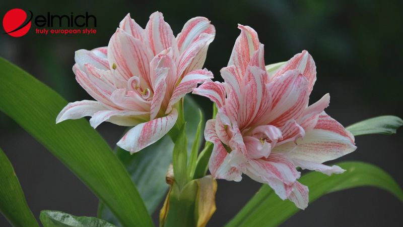 Hình 5: Ý nghĩa của loa kèn theo tên gọi tại từng quốc gia Hình 5: Ý nghĩa của loa kèn theo tên gọi tại từng quốc gia