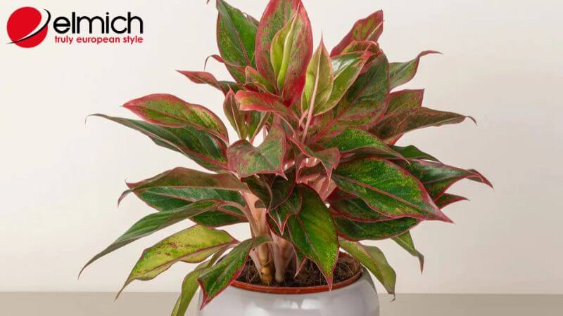 Hình 5: Phú Quý là cây cảnh giúp gia tăng vượng khí Hình 5: Phú Quý là cây cảnh giúp gia tăng vượng khí