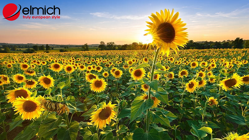 Hình 6: Hướng dương cung cấp dinh dưỡng thiết yếu cho cơ thể Hình 6: Hướng dương cung cấp dinh dưỡng thiết yếu cho cơ thể