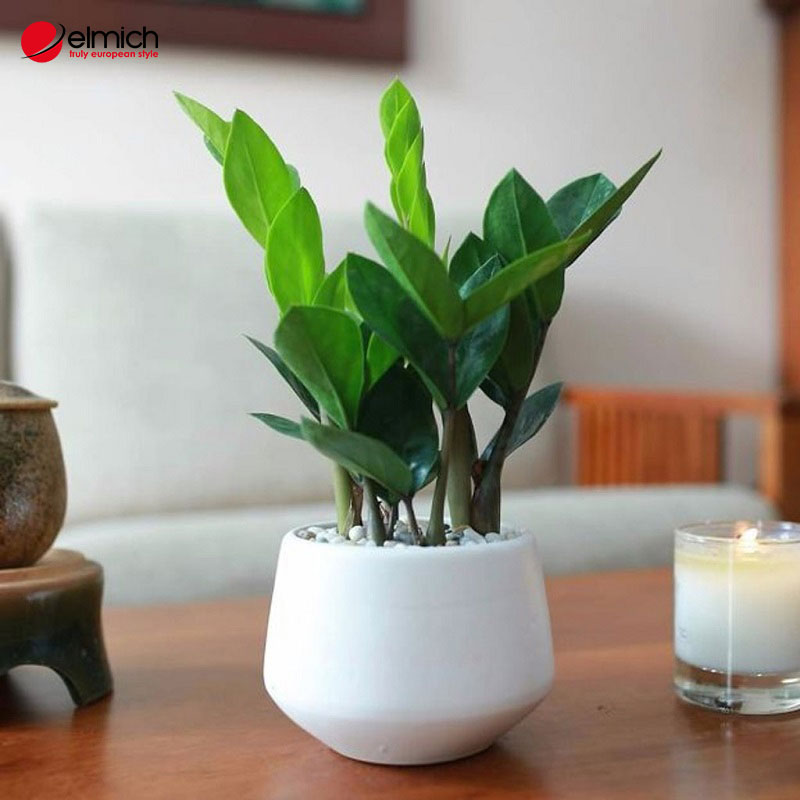 Hình 6: Đặt cây kim tiền có vị trí đẹp giúp thu hút tiền tài, may mắn Hình 6: Đặt cây kim tiền có vị trí đẹp giúp thu hút tiền tài, may mắn