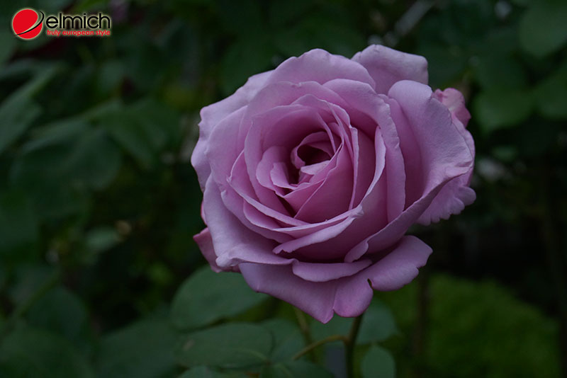 HÌnh 6: Hoa hồng Blue Moon toát lên vẻ đẹp thanh thoát và nhẹ nhàng HÌnh 6: Hoa hồng Blue Moon toát lên vẻ đẹp thanh thoát và nhẹ nhàng