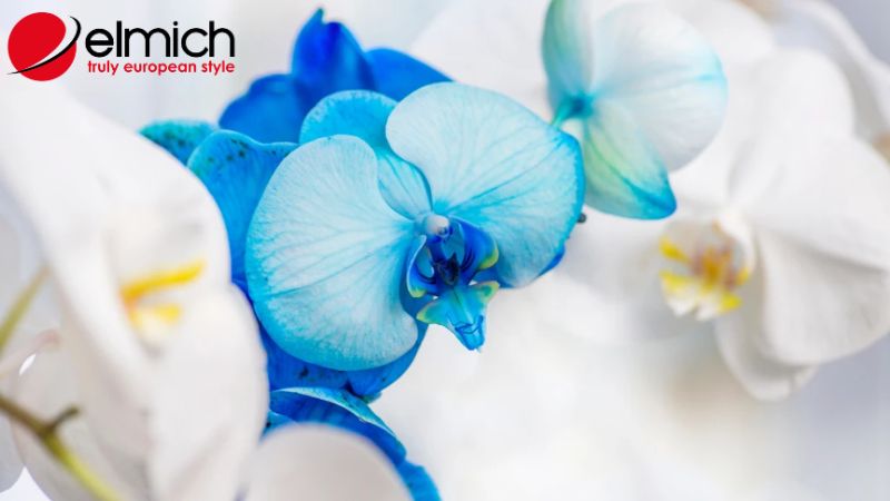 Hình 6: Phong lan tượng trưng cho tài lộc và may mắn Hình 6: Phong lan tượng trưng cho tài lộc và may mắn
