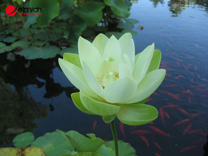 Hình 6: Mùi thơm sen xanh cốm rất dịu nhẹ và thanh thoát Hình 6: Mùi thơm sen xanh cốm rất dịu nhẹ và thanh thoát