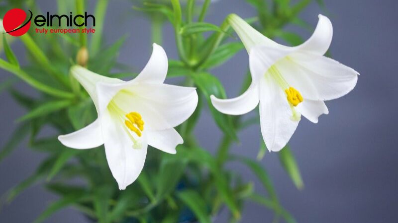 Hình 6: Cây loa kèn có nhiều công dụng y học đáng bất ngờ Hình 6: Cây loa kèn có nhiều công dụng y học đáng bất ngờ