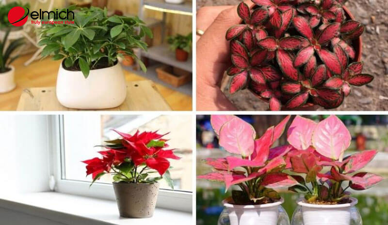Hình 6: Một số màu sắc và cây cảnh không hợp mệnh Thuỷ Hình 6: Một số màu sắc và cây cảnh không hợp mệnh Thuỷ