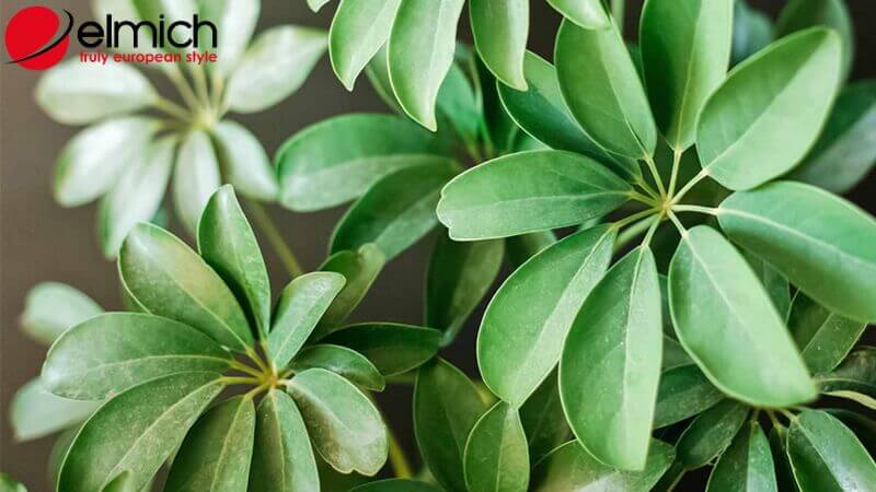 Hình 6: Ngũ Gia Bì đại diện cho sự sang trọng và quyền quý Hình 6: Ngũ Gia Bì đại diện cho sự sang trọng và quyền quý