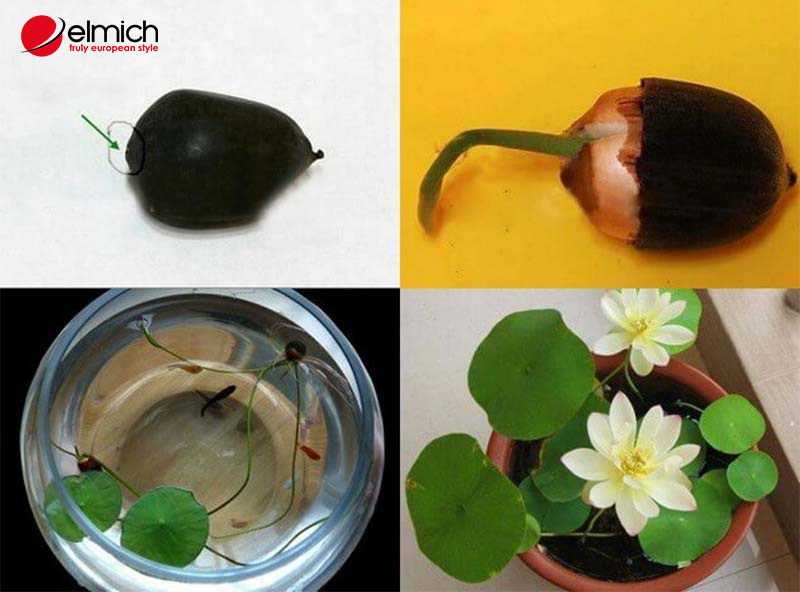 Hình 7: Sen trắng rất dễ nuôi trồng và chăm sóc tại nhà Hình 7: Sen trắng rất dễ nuôi trồng và chăm sóc tại nhà