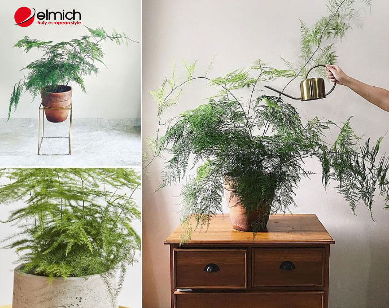 Hình 8: Người mệnh Thuỷ lựa chọn cây cảnh cho phòng khách Hình 8: Người mệnh Thuỷ lựa chọn cây cảnh cho phòng khách