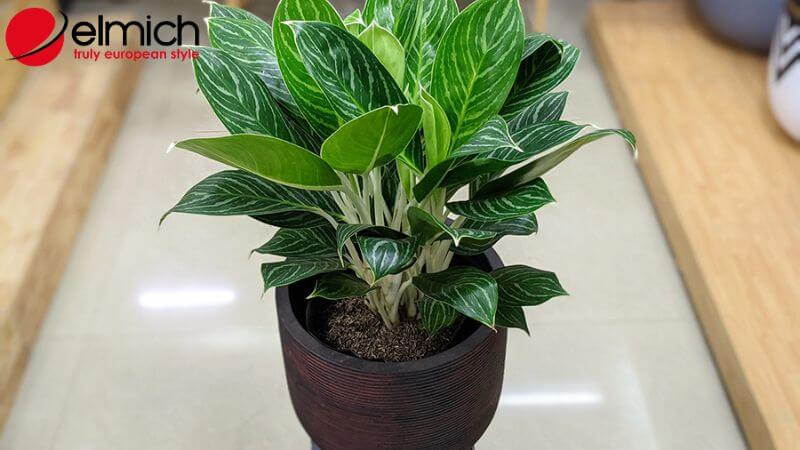 Hình 8: Bạch mã hoàng tử là cây cảnh đại diện cho sự tinh tế Hình 8: Bạch mã hoàng tử là cây cảnh đại diện cho sự tinh tế