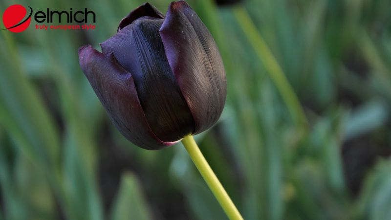 Hình 8: Tulip đen thể hiện sự chiếm hữu trong tình cảm đôi lứa Hình 8: Tulip đen thể hiện sự chiếm hữu trong tình cảm đôi lứa