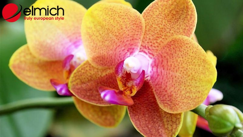 Hình 8: Bật mí công dụng tuyệt vời của cây lan Hình 8: Bật mí công dụng tuyệt vời của cây lan