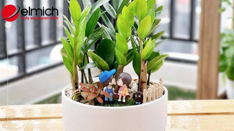 Hình 9: Cây Kim Tiền hợp phong thủy với người mệnh Hỏa Hình 9: Cây Kim Tiền hợp phong thủy với người mệnh Hỏa