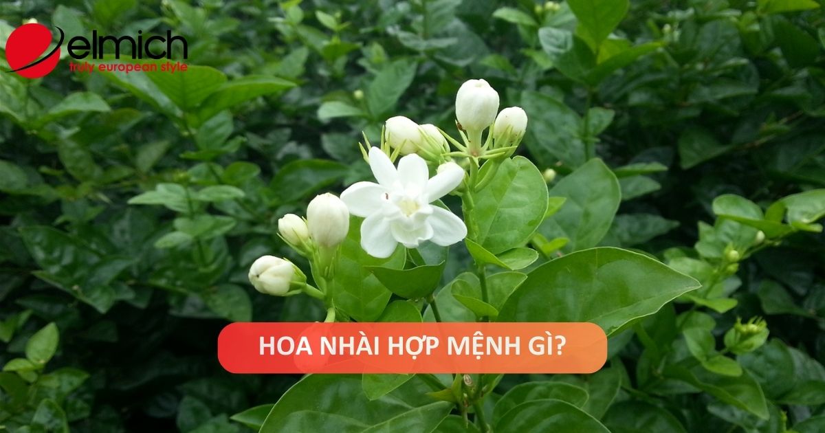 Hoa Nhài hợp mệnh gì? Tuổi gì? Kích thích vượng khí, may mắn