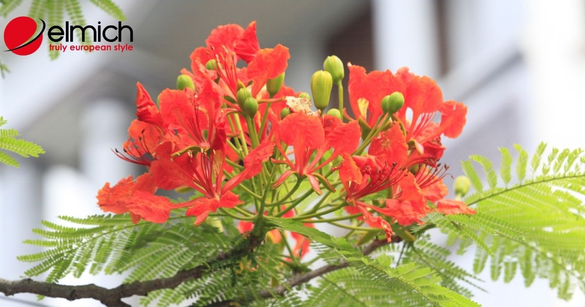 Hoa phượng vĩ – Biểu tượng và ý nghĩa đặc biệt gắn liền tuổi thơ