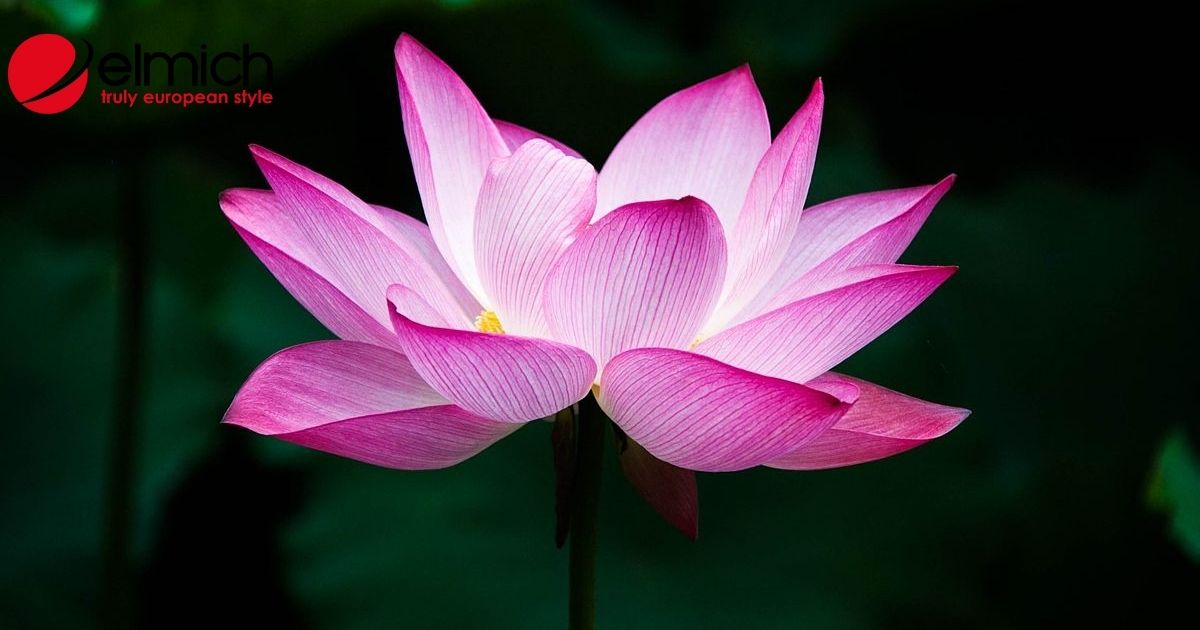 Hoa sen – Quốc hoa Việt Nam mang vẻ đẹp thanh tao