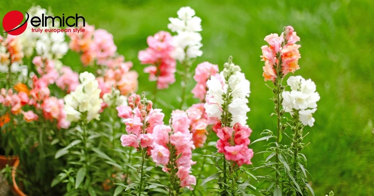 Ý nghĩa hoa Snapdragon – loài hoa bước ra từ những câu chuyện thần thoại
