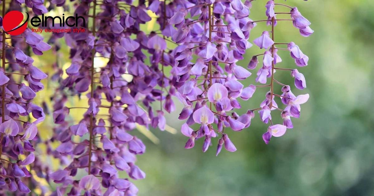 Khám phá bí ẩn được hoa tử đằng cất giấu hàng trăm năm qua