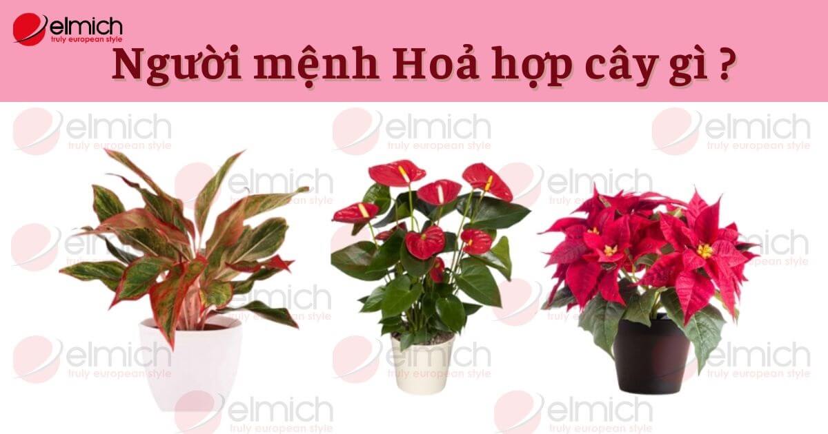 Bật mí người mệnh Hỏa hợp cây gì để thu hút nhiều may mắn