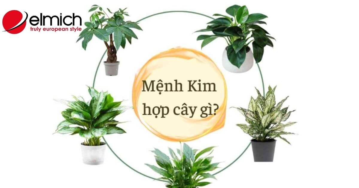 Người mệnh Kim hợp cây gì mang đến tài lộc, may mắn