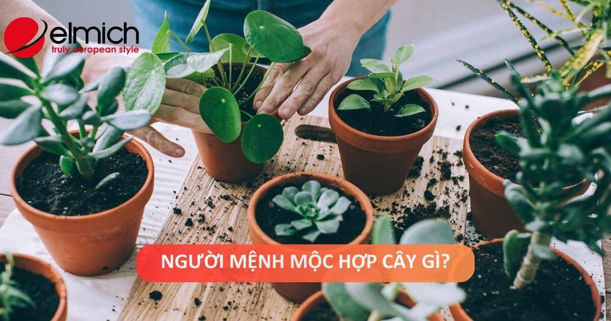 Mệnh mộc hợp cây gì? Top 10+ cây phong thủy kéo tài nảy lộc