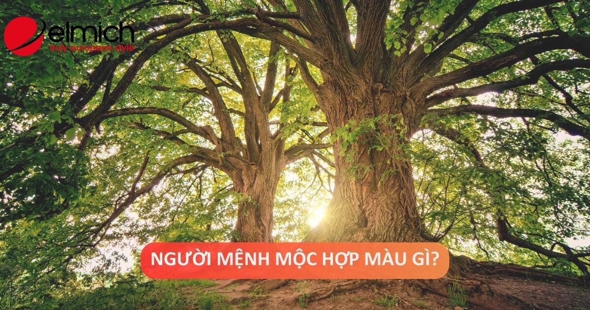 Mệnh Mộc hợp màu gì? Tận dụng ngũ hành lựa chọn màu sắc