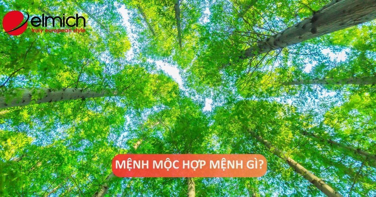 Mệnh Mộc hợp mệnh gì? Giải mã chi tiết A – Z cùng chuyên gia