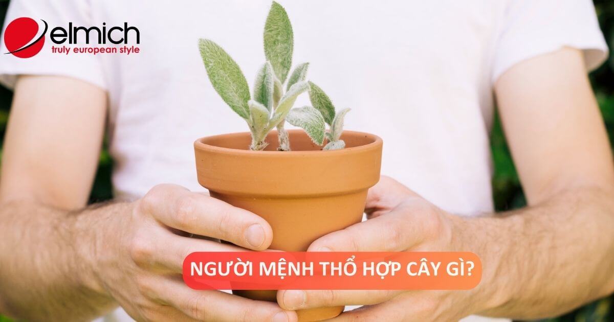 Giải mã câu hỏi: Người mệnh Thổ hợp cây gì, kỵ cây gì?