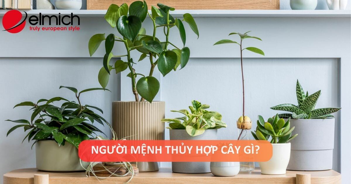 Mệnh Thuỷ hợp cây gì thì thu hút tài lộc, tránh cây gì để loại bỏ vận xui!